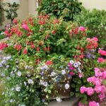 red and pink flowers in pot
