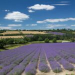 purple lavender field