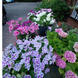 purple and pink hydrangea flowers in black pot