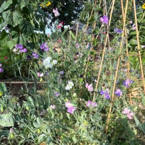 purple pink and white sweatpeas growing on wooden frame